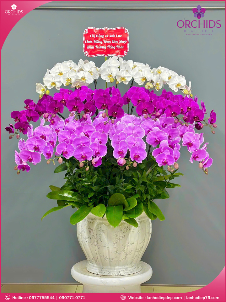 Chậu hoa lan hồ điệp đa sắc 18 cành