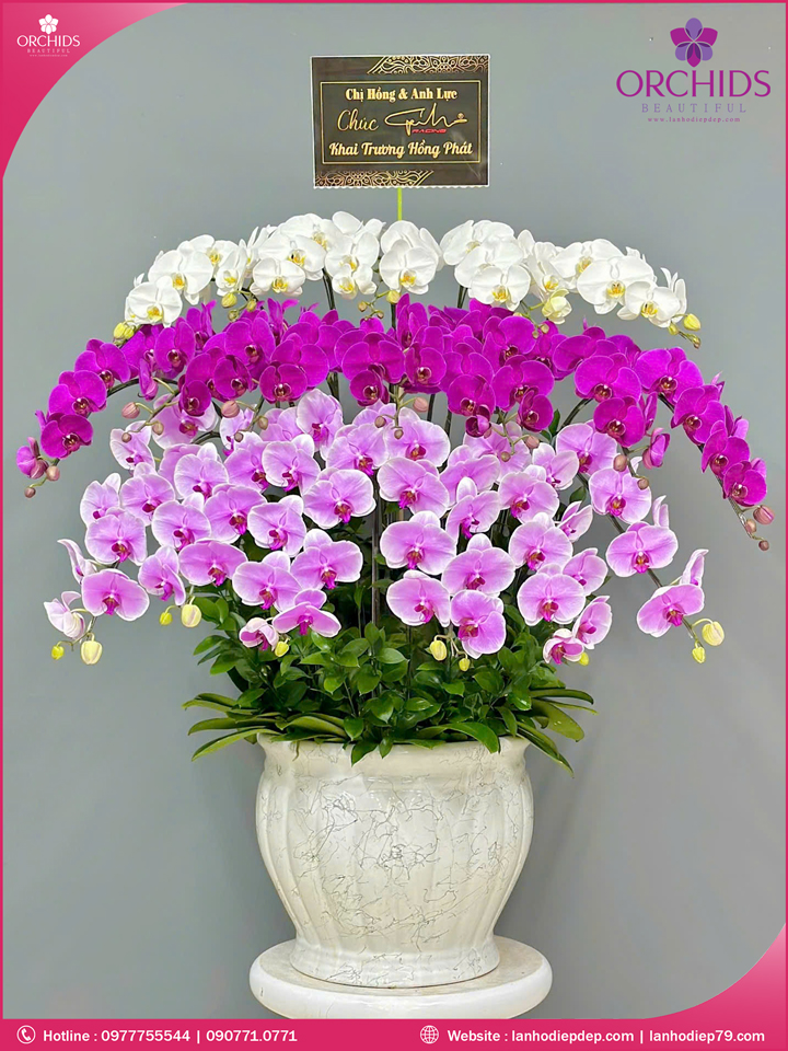 Chậu hoa lan hồ điệp đa sắc 18 cành