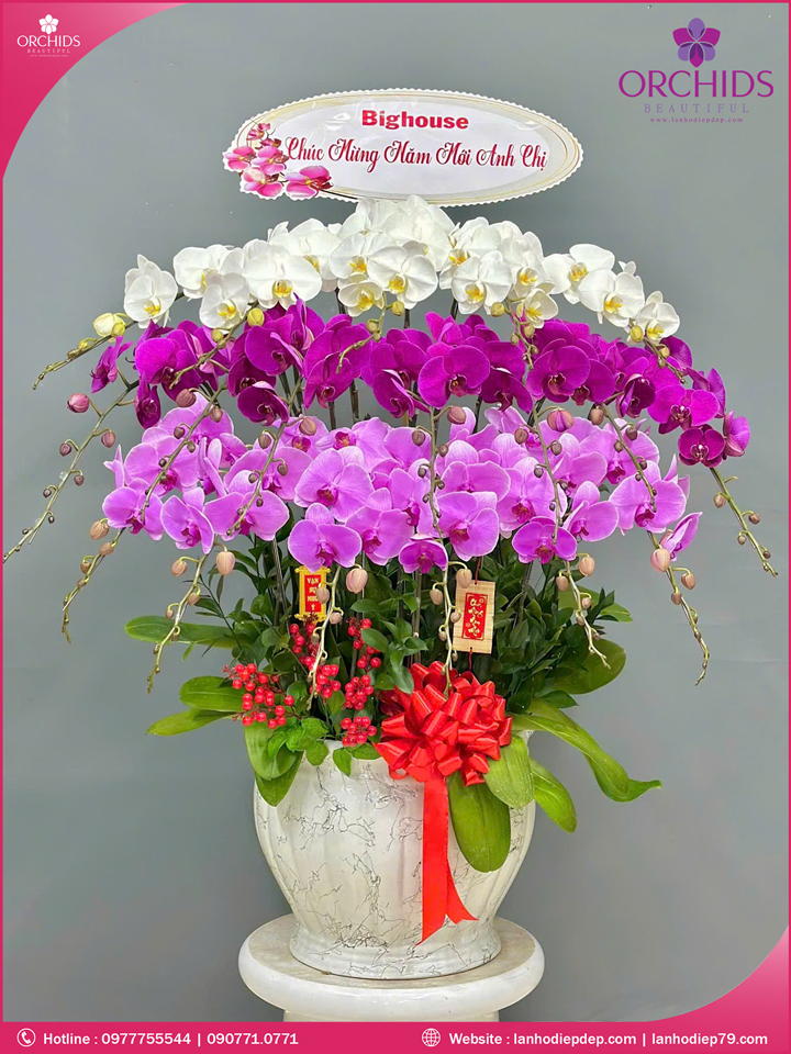 Chậu hoa lan hồ điệp đa sắc 18 cành