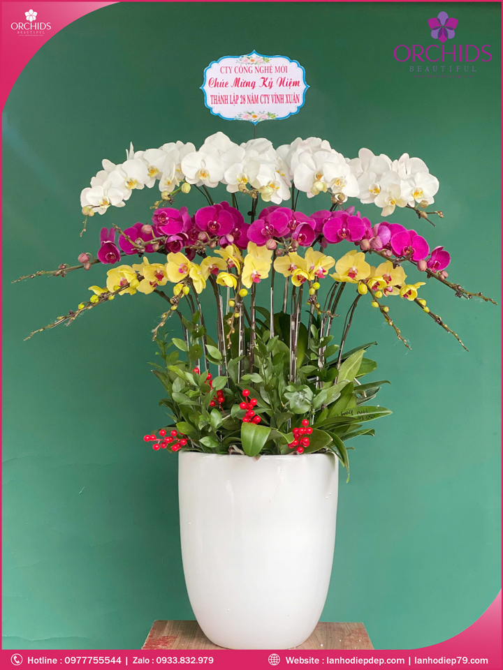 Chậu hoa lan hồ điệp đa sắc 18 cành