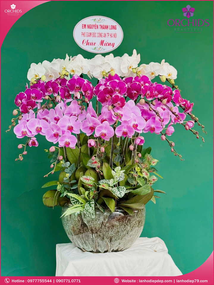 Chậu hoa lan hồ điệp đa sắc 18 cành