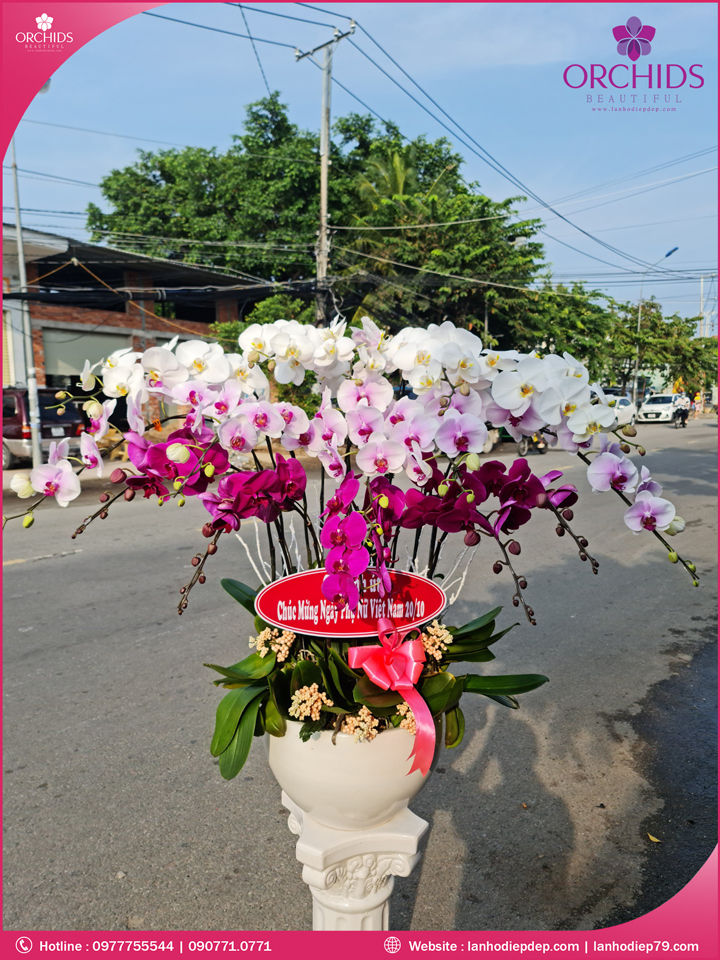 Chậu hoa lan hồ điệp đa sắc 19 cành