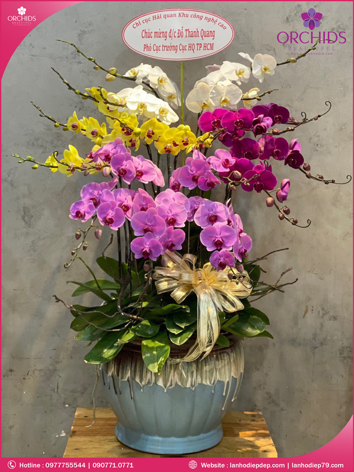 Chậu hoa lan hồ điệp đa sắc 19 cành