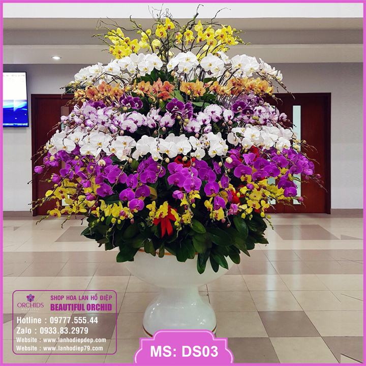 Chậu hoa lan hồ điệp siêu to với 199 cành hoa đa sắc màu trắng tím vàng hồng
