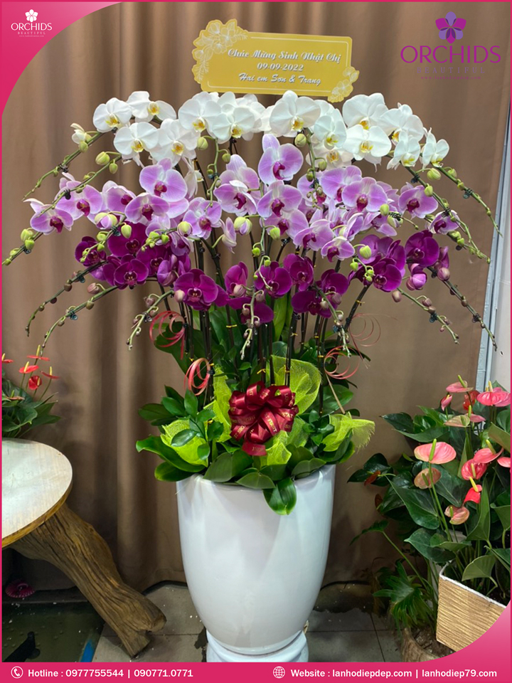Chậu hoa lan hồ điệp đa sắc 20 cành