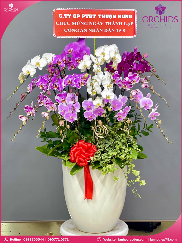 Chậu hoa lan hồ điệp đa sắc 20 cành
