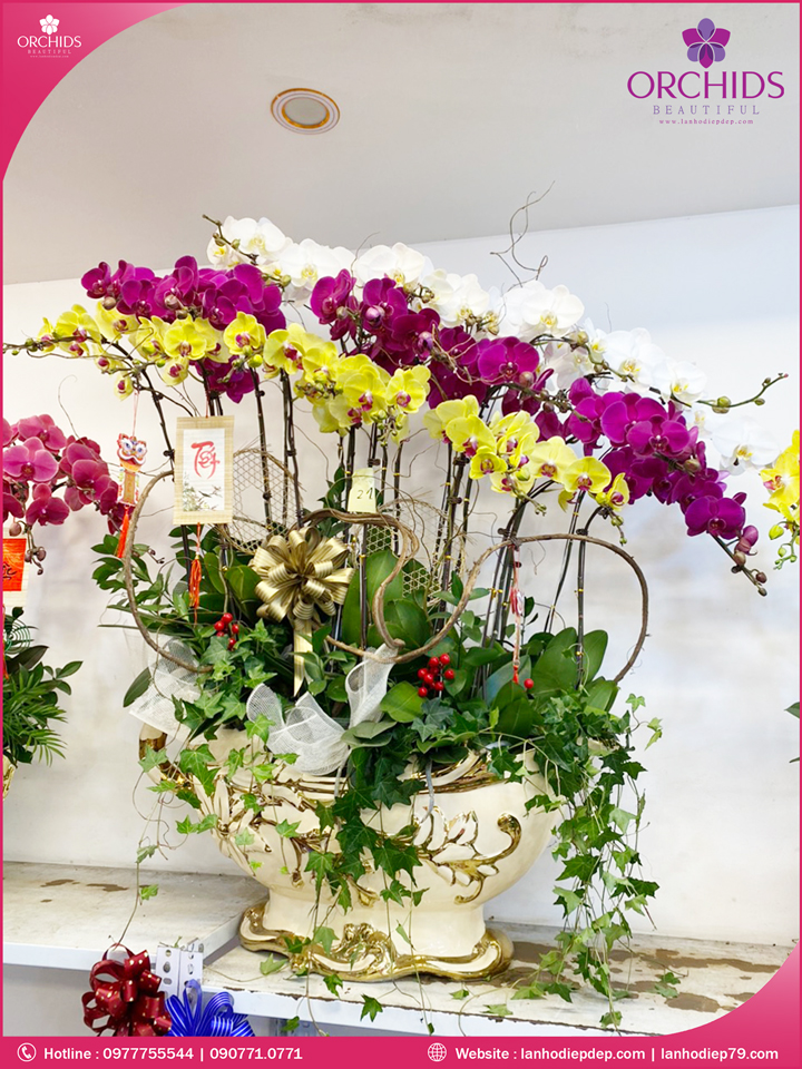 Chậu hoa lan hô điệp đa sắc 20 cành
