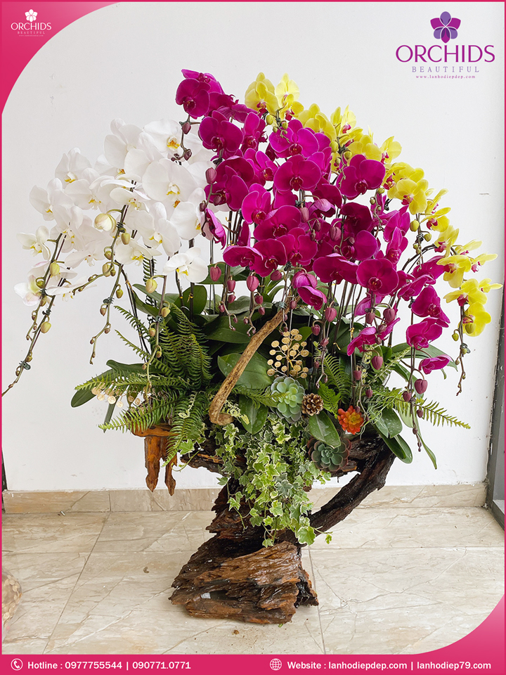 Chậu hoa lan hồ điệp đa sắc ghép lũa 20 cành