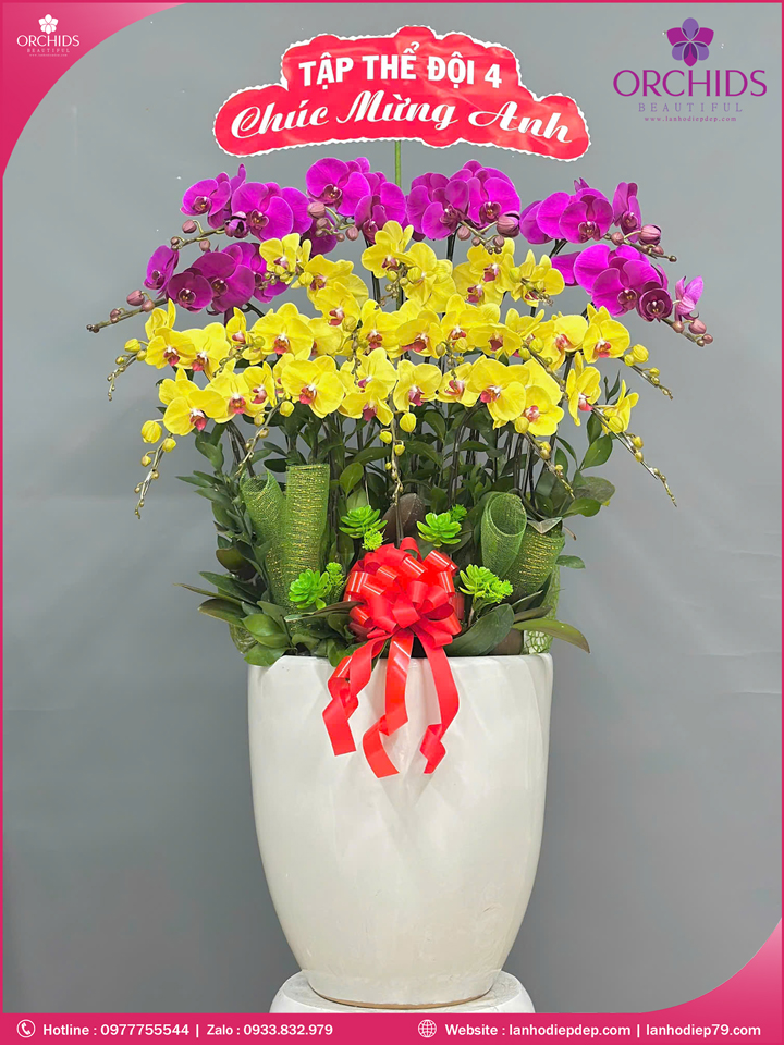 Chậu hoa lan hồ điệp đa sắc 20 cành DS258