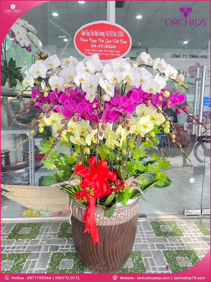 Chậu hoa lan hồ điệp đa sắc 20 cành