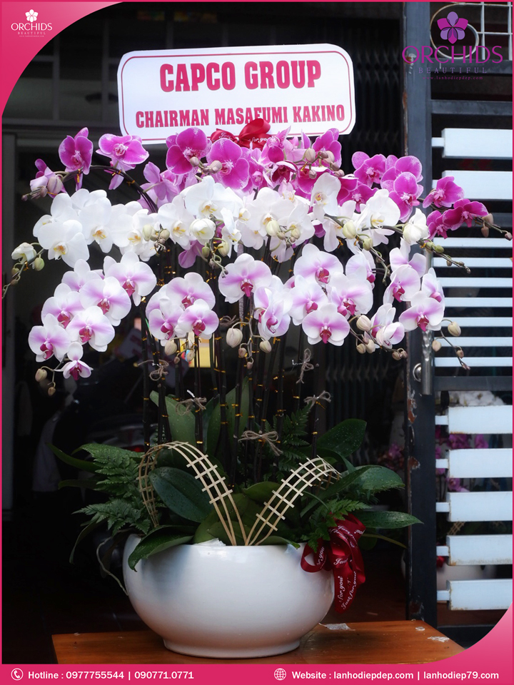Chậu hoa lan hồ điệp đa sắc 20 cành