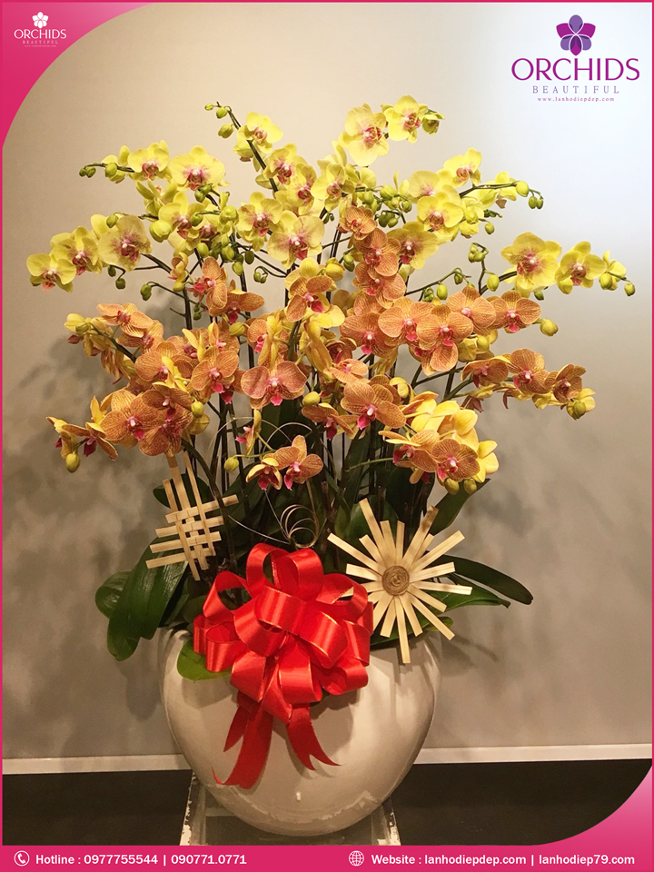 Chậu hoa lan hồ điệp đa sắc 20 cành