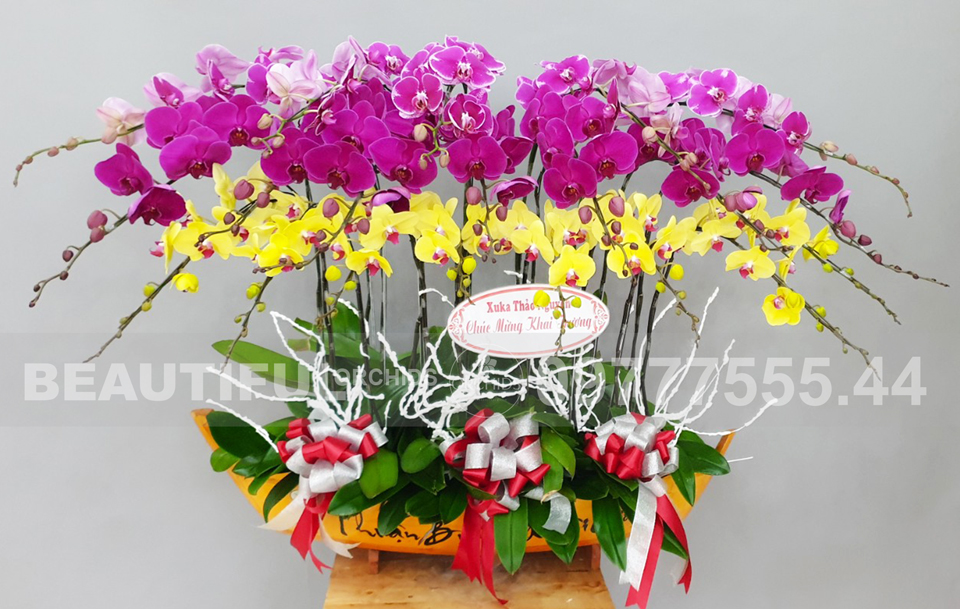 Mẫu thuyền hoa lan hồ điệp đẹp 20 cành đa sắc