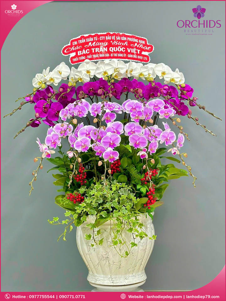 Chậu hoa lan hồ điệp đa sắc 22 cành