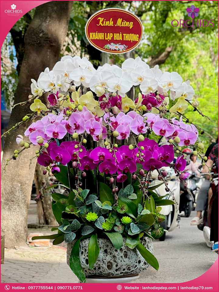 Chậu hoa lan hồ điệp đa sắc 22 cành
