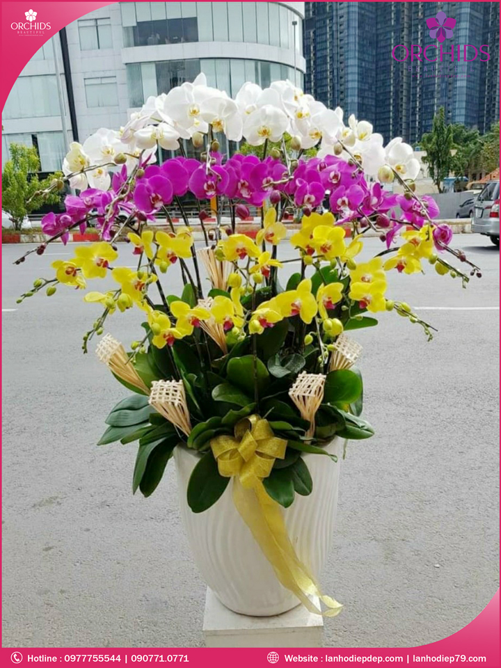 Chậu hoa lan hồ điệp đa sắc 22 cành
