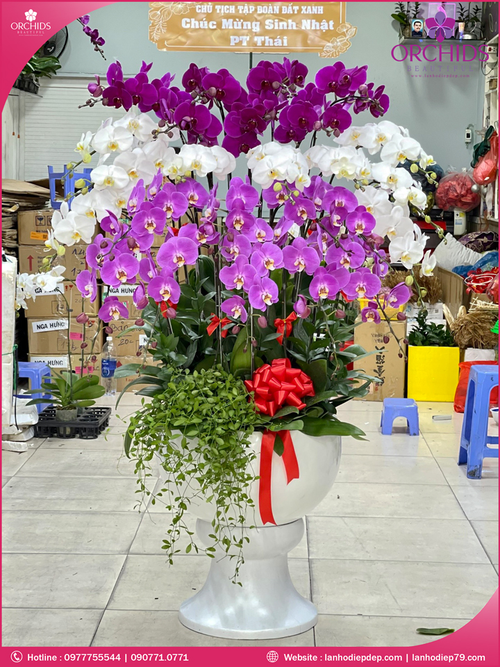 Chậu hoa lan hồ điệp đa sắc 25 cành
