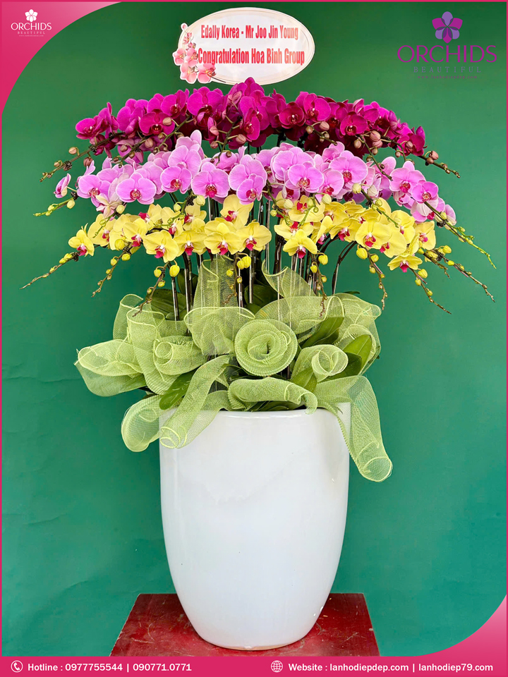 Chậu hoa lan hồ điệp đa sắc 25 cành