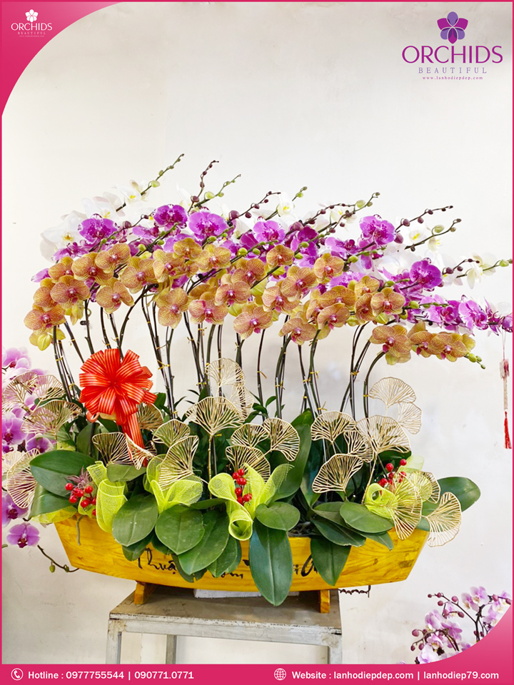 Chậu hoa lan hồ điệp đa sắc 25 cành