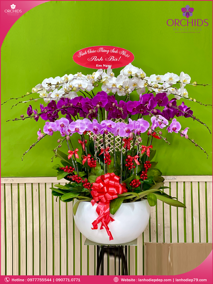 Chậu hoa lan hồ điệp đa sắc 25 cành