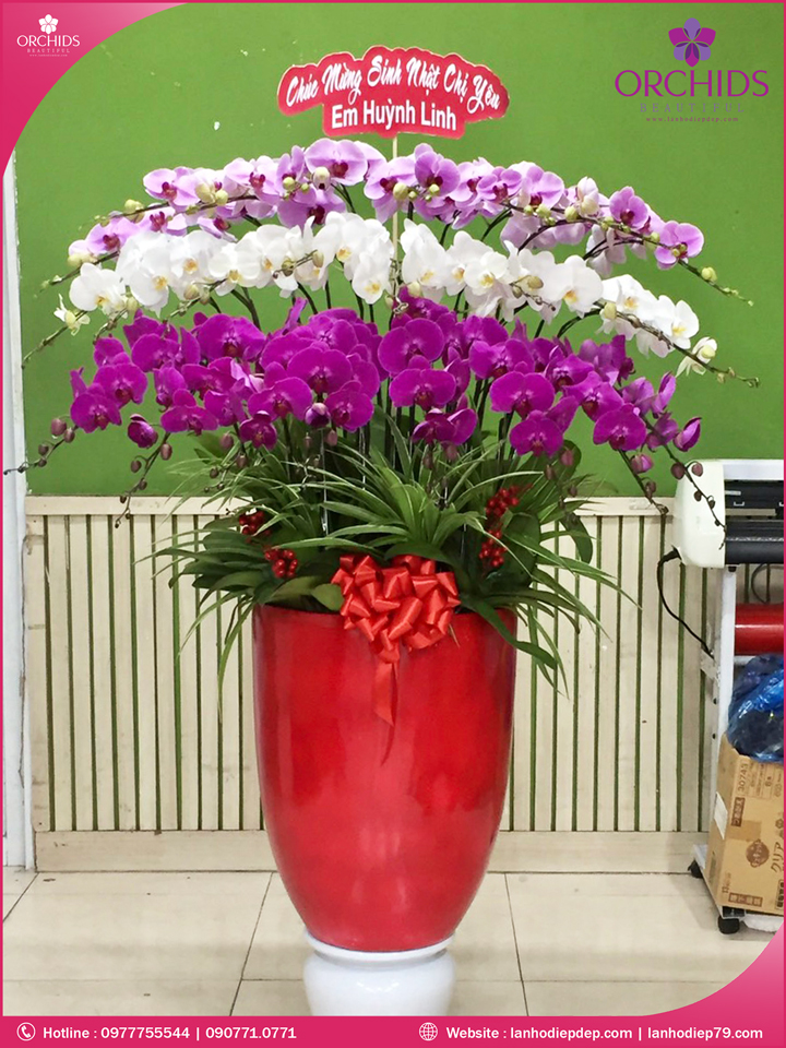 Chậu hoa lan hồ điệp đa sắc 25 cành