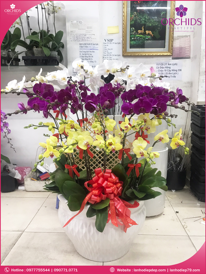 Chậu hoa lan hồ điệp đa sắc 25 cành