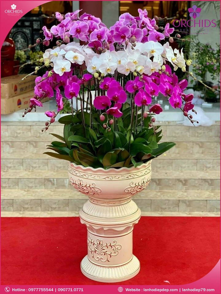 Chậu hoa lan hồ điệp đa sắc 25 cành