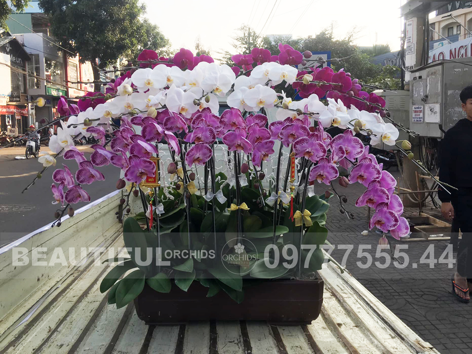 Chậu hoa lan hồ điệp chúc mừng, làm quà tặng