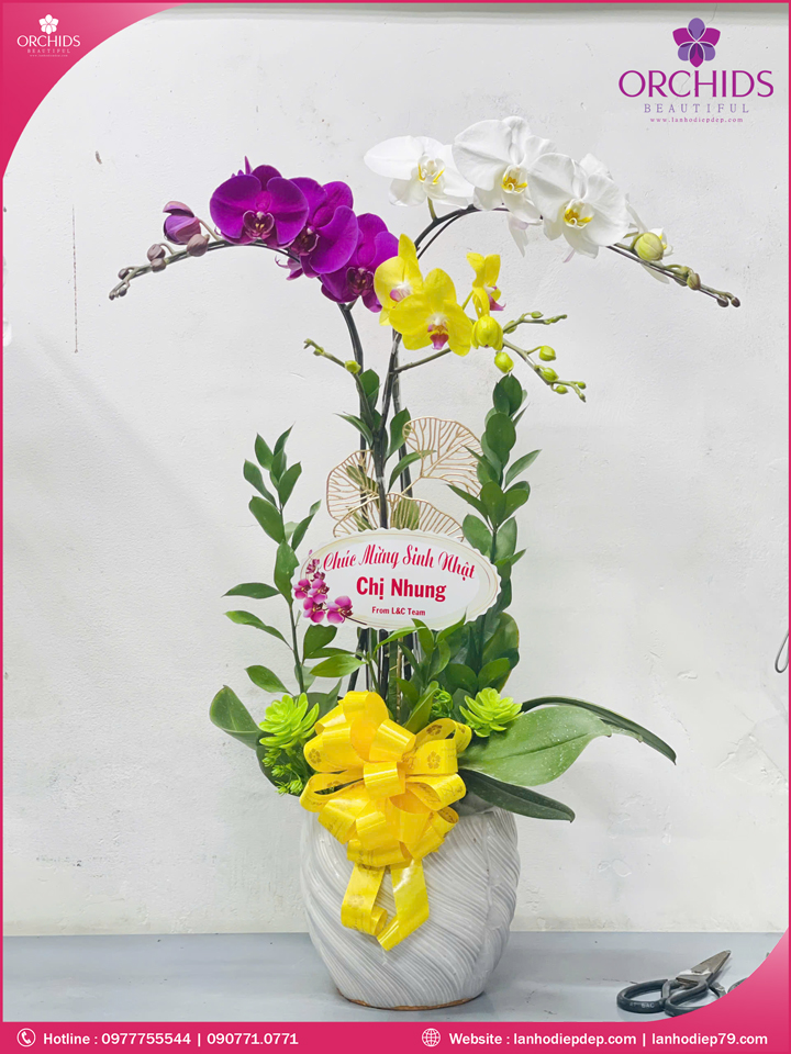 Chậu hoa lan hồ điệp đa sắc 3 cành