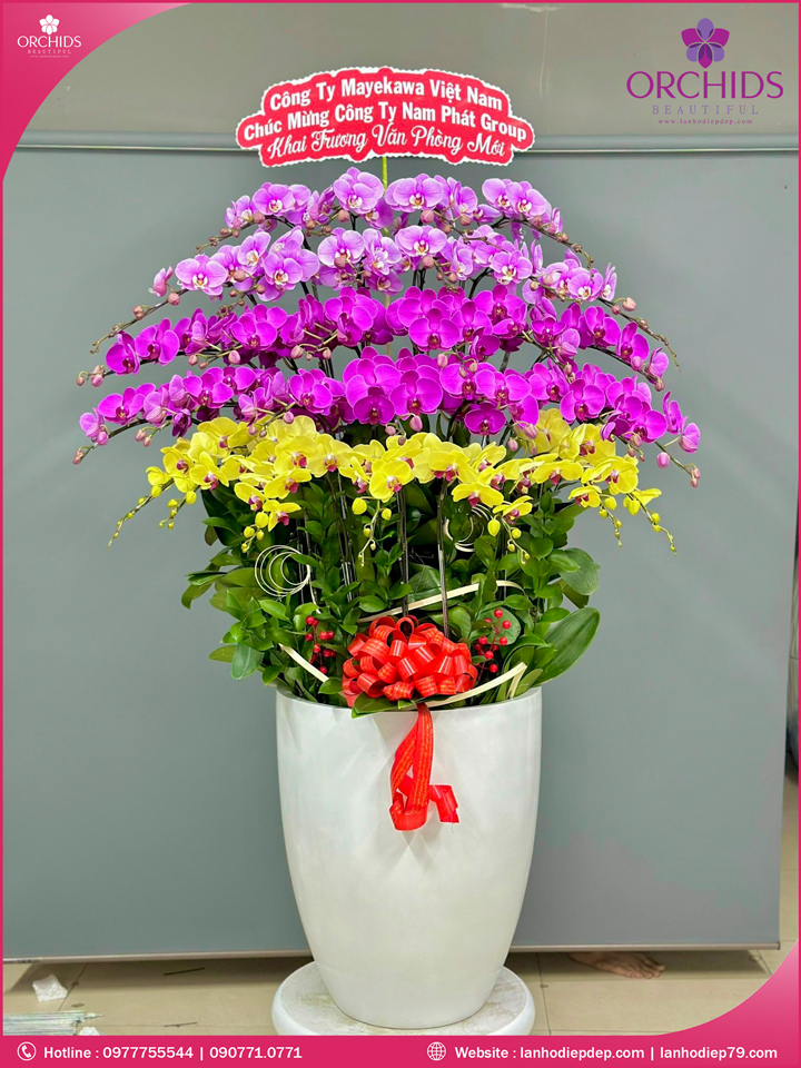Chậu hoa lan hồ điệp đa sắc 30 cành