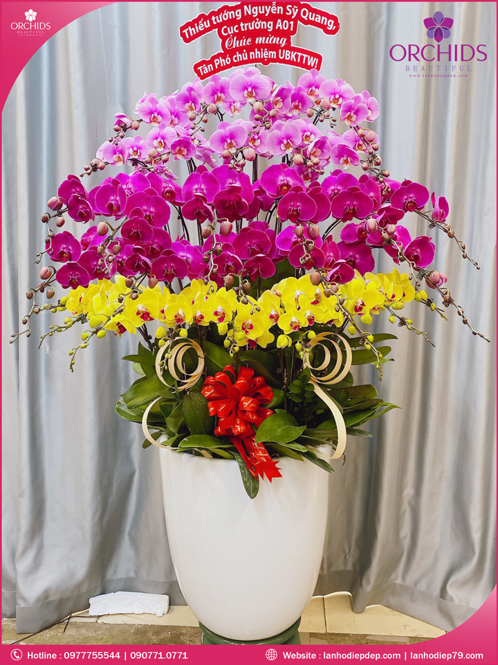 Chậu hoa lan hồ điệp đa sắc 30 cành