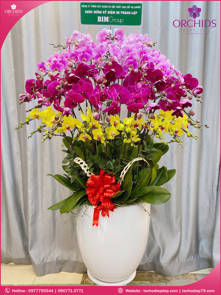 Chậu hoa lan hồ điệp đa sắc 30 cành