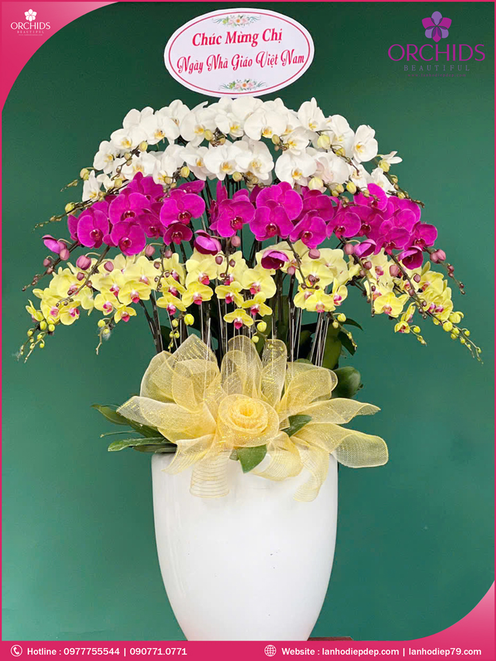 Chậu hoa lan hồ điệp đa sắc 30 cành