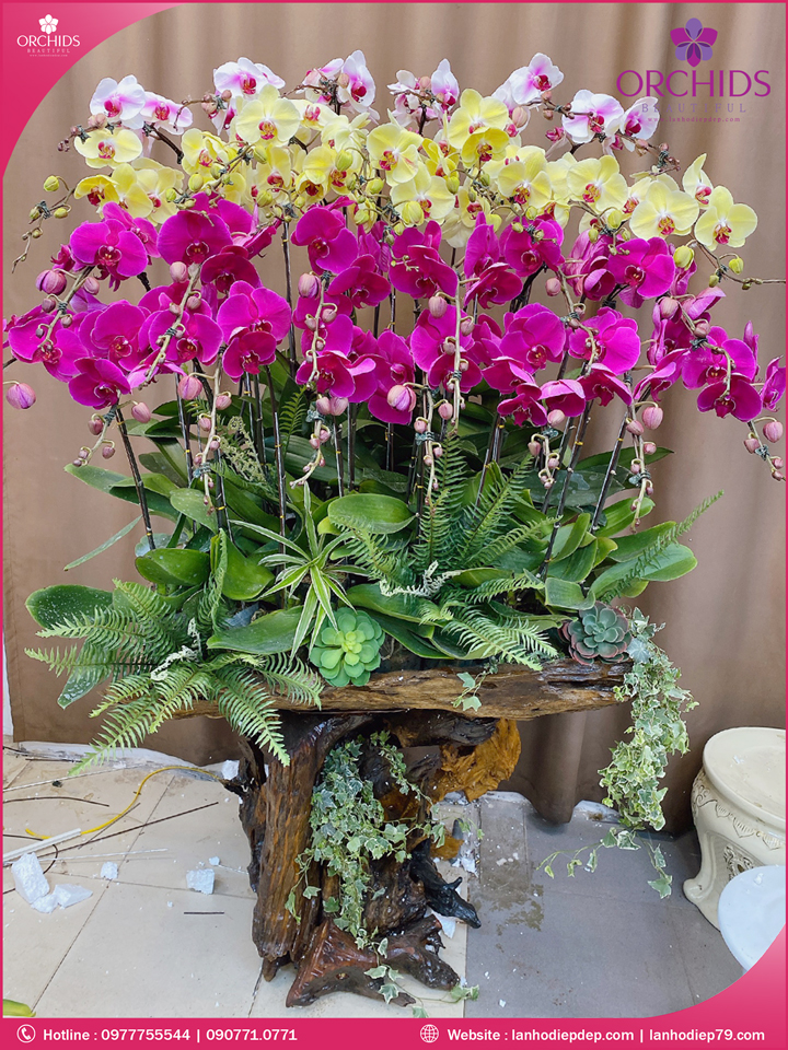 Chậu hoa lan hồ điệp đa sắc ghép lũa 30 cành