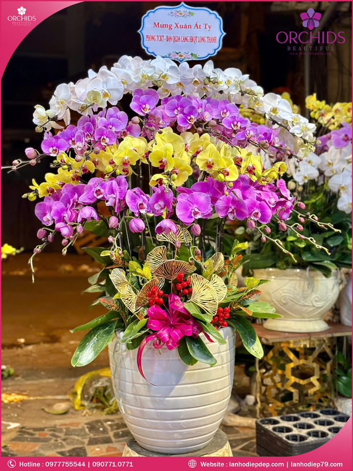 Chậu hoa lan hồ điệp đa sắc 30 cành