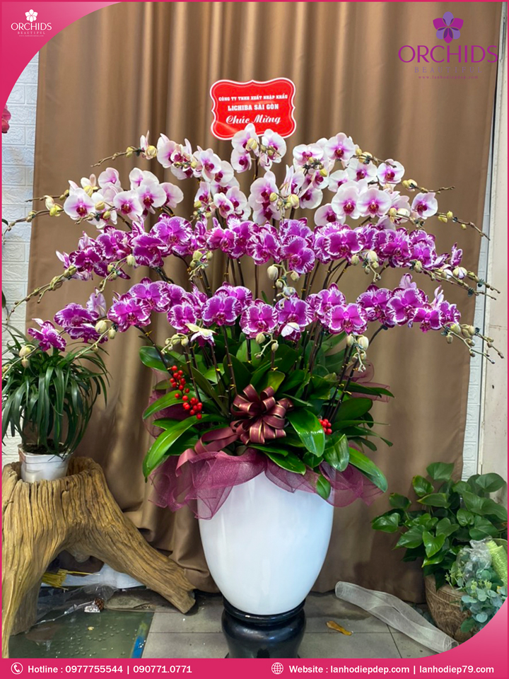 Chậu hoa lan hồ điệp đa sắc 30 cành