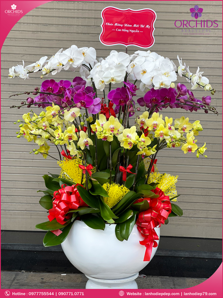 Chậu hoa lan hồ điệp đa sắc 30 cành