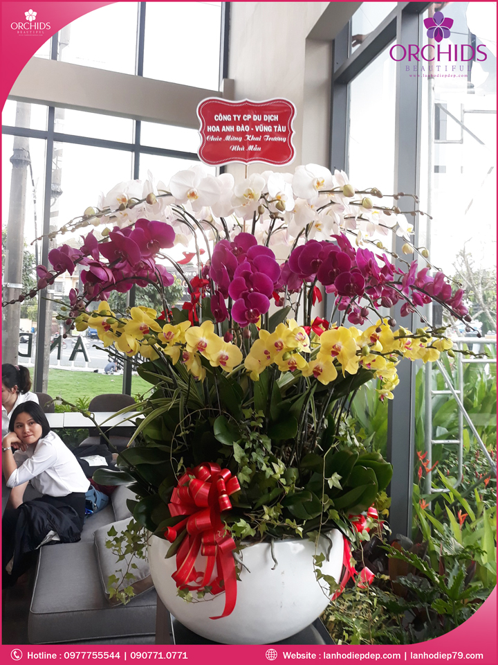 Chậu hoa lan hồ điệp đa sắc 30 cành