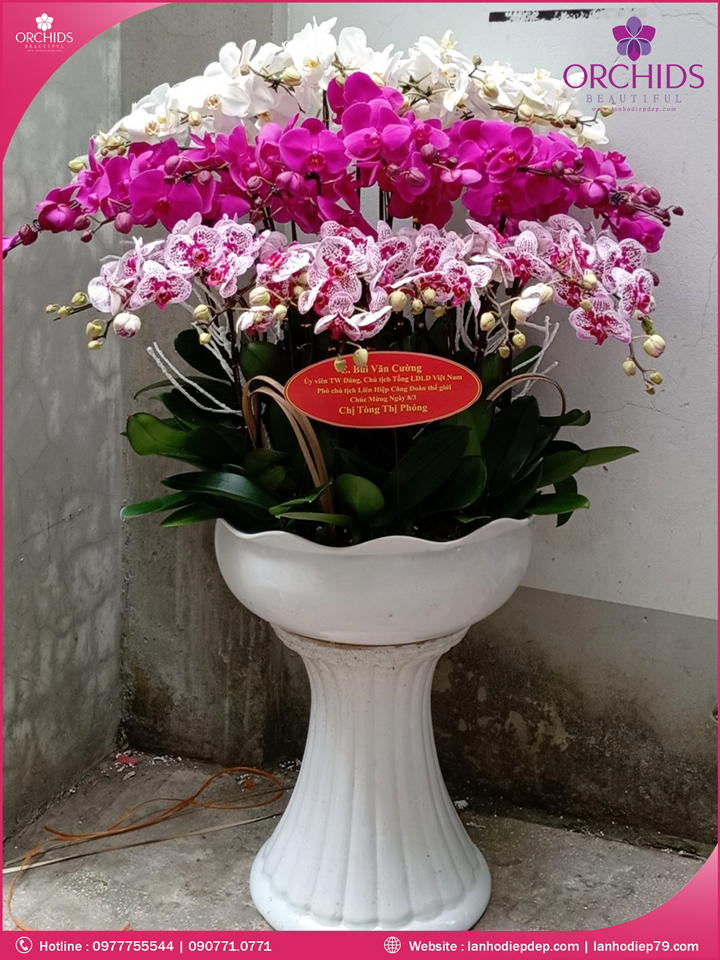 Chậu hoa lan hồ điệp đa sắc 30 cành