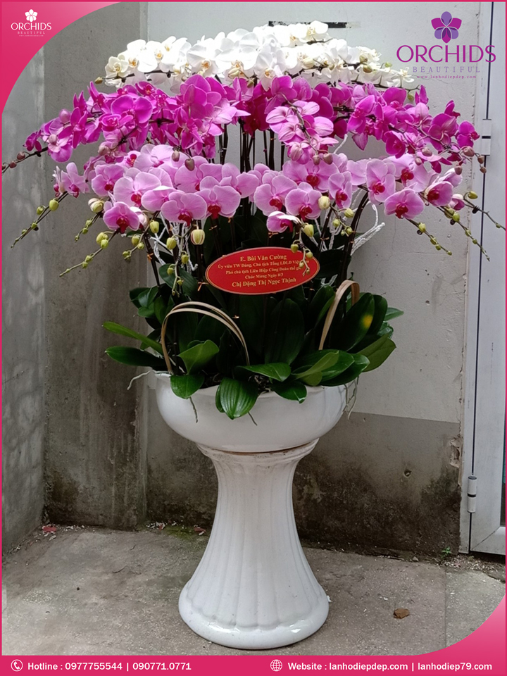 Chậu hoa lan hồ điệp đa sắc 30 cành
