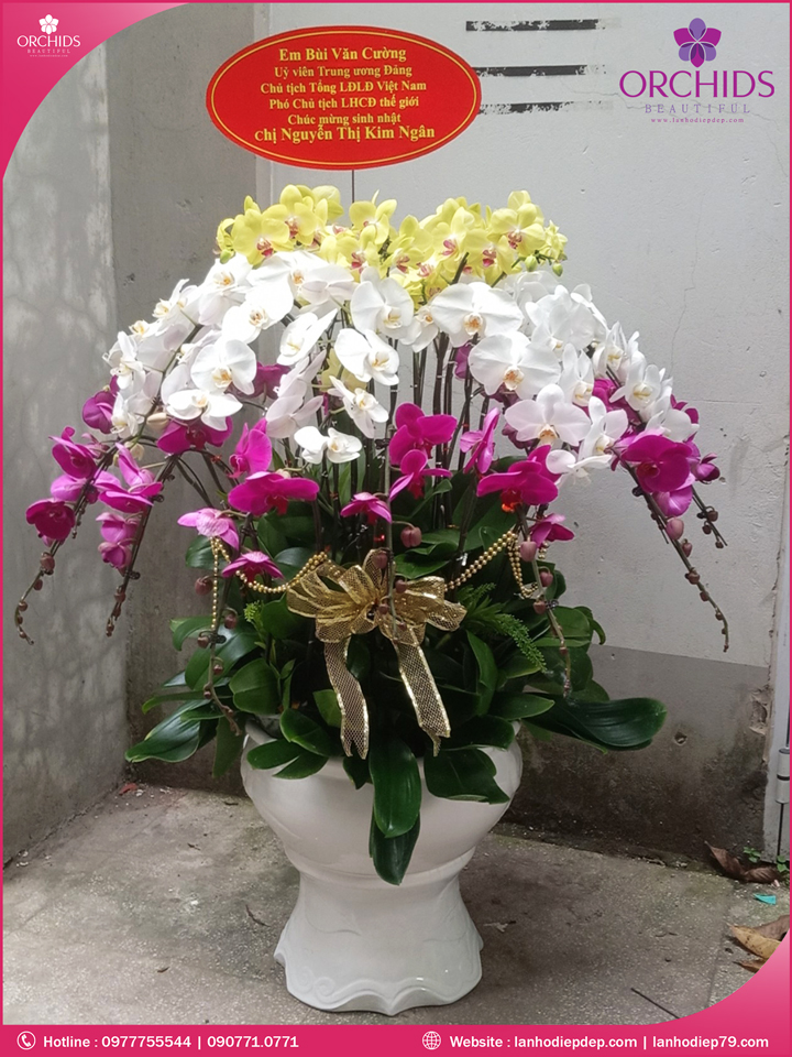Chậu hoa lan hồ điệp đa sắc 30 cành