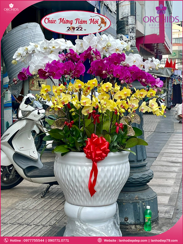 Chậu hoa lan hồ điệp đa sắc 30 cành