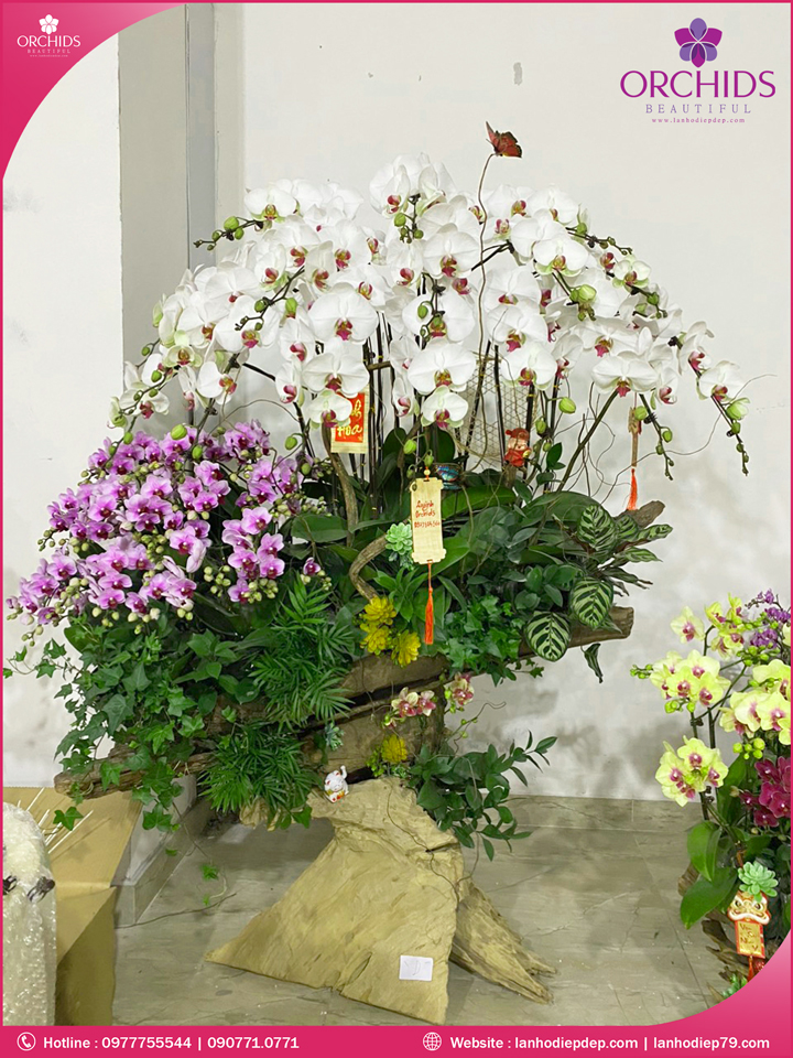 Chạu hoa lan hồ điệp đa sắc ghép lũa 32 cành