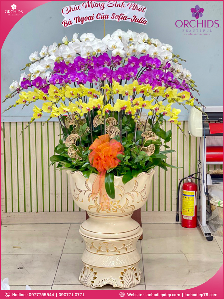 Chậu hoa lan hồ điệp đa sắc 40 cành