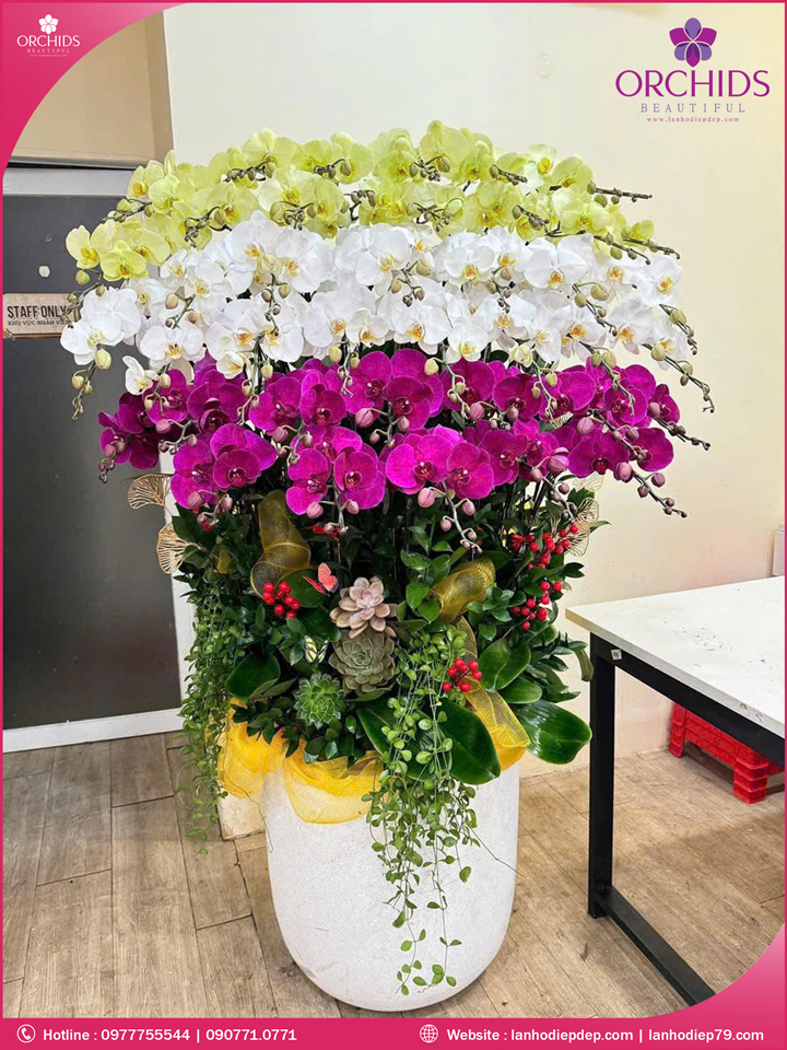 Chậu hoa lan hồ điệp đa sắc 40 cành
