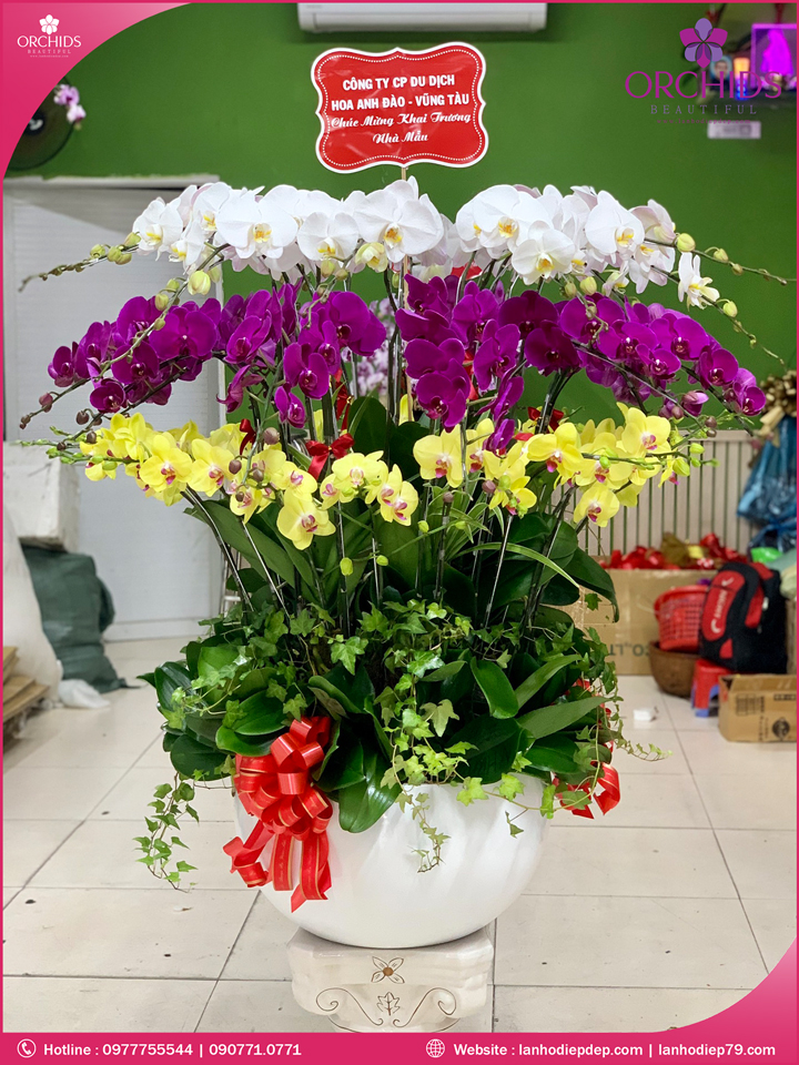 Chậu hoa lan hồ điệp đa sắc 40 cành