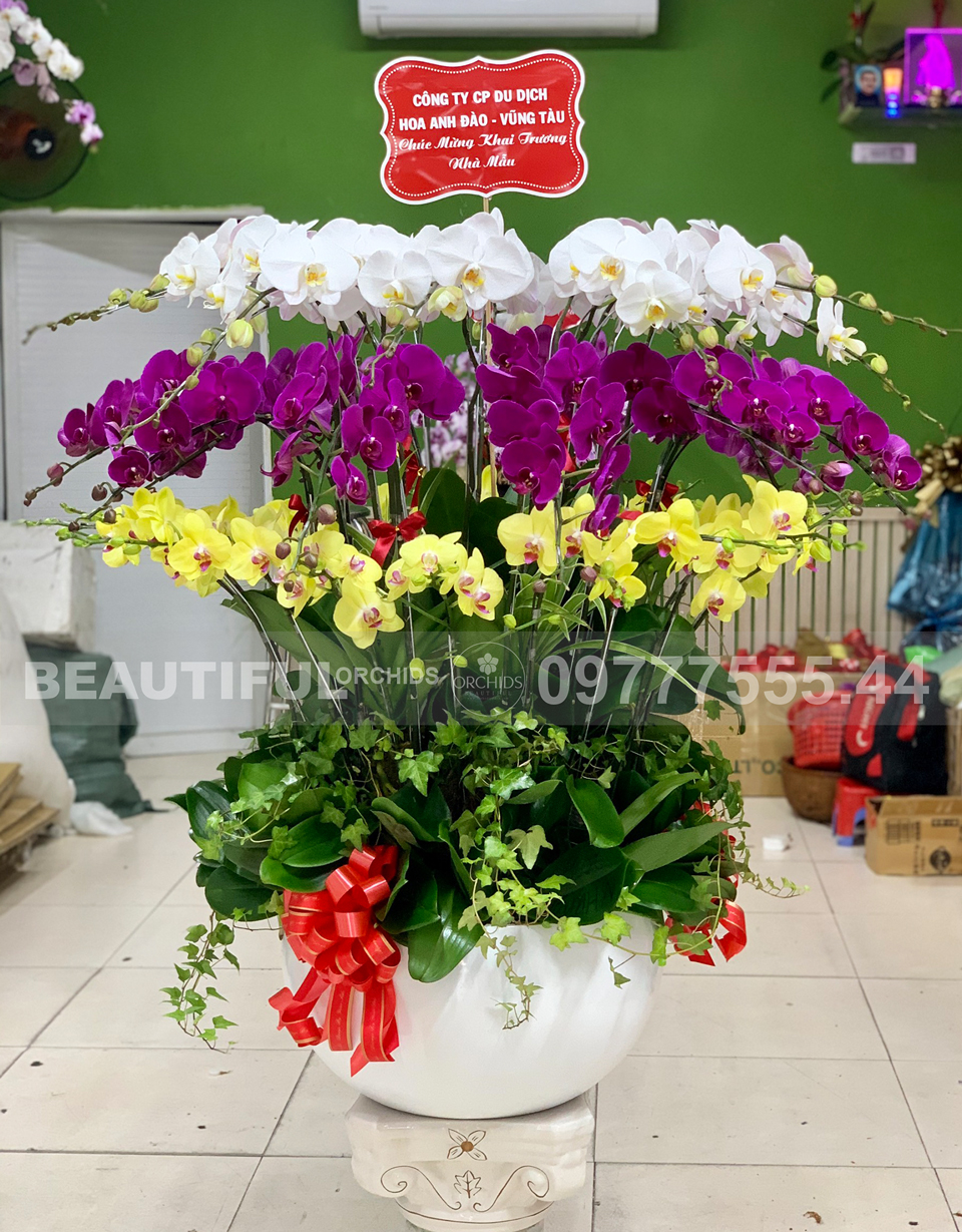 Chậu hoa lan đẹp 40 cành lan hồ điệp màu trắng, tím, vàng