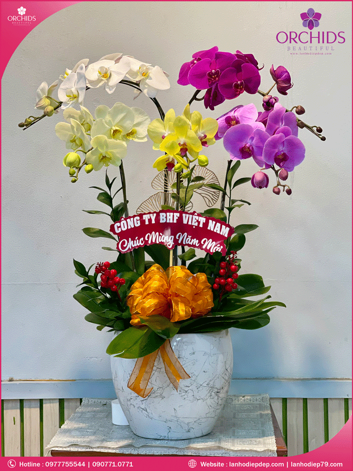 Chậu hoa lan hồ điệp đa sắc 5 cành