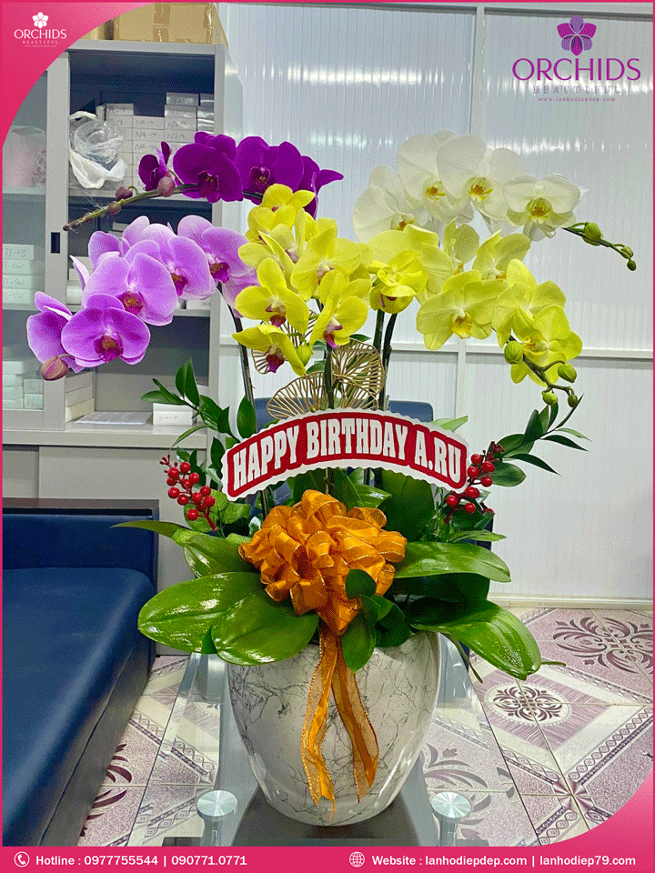 Chậu hoa lan hồ điệp đa sắc 5 cành