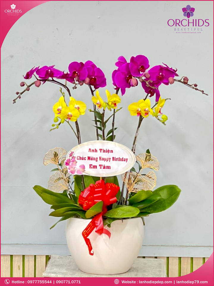 Chậu hoa lan hồ điệp đa sắc 5 cành